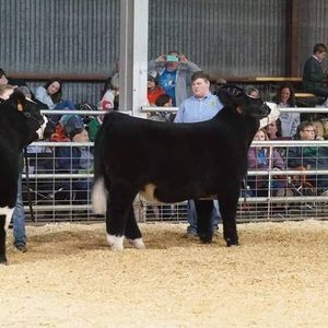 Meet your Posher, Travis